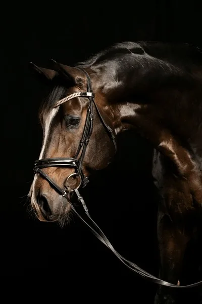 沙漠之鹰 - 马匹血统 - j9体育