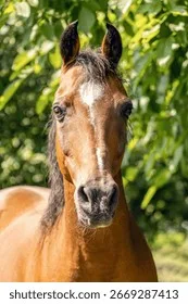 皇家信使 - 马匹血统 - j9体育