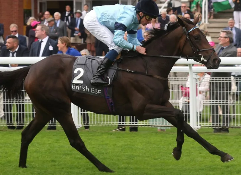 午夜狂奔 - 马匹血统 - j9体育